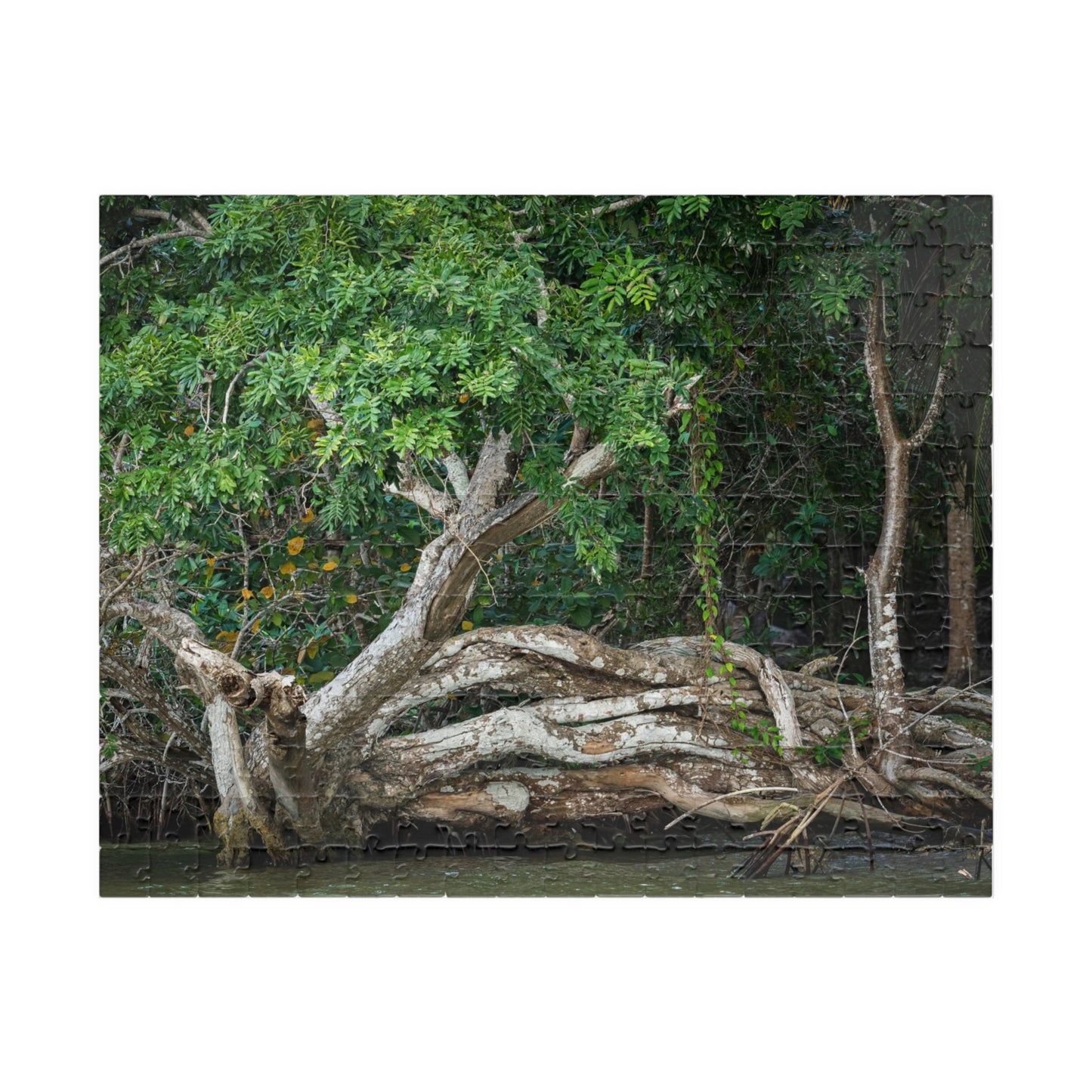 Belize Corozal Lagoon Jigsaw Puzzle — Tree Branches Intertwined (110–1014 pcs)