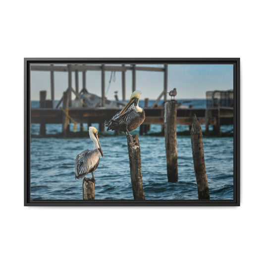 Caye Caulker Pelicans Harbor Matte Canvas (Framed)
