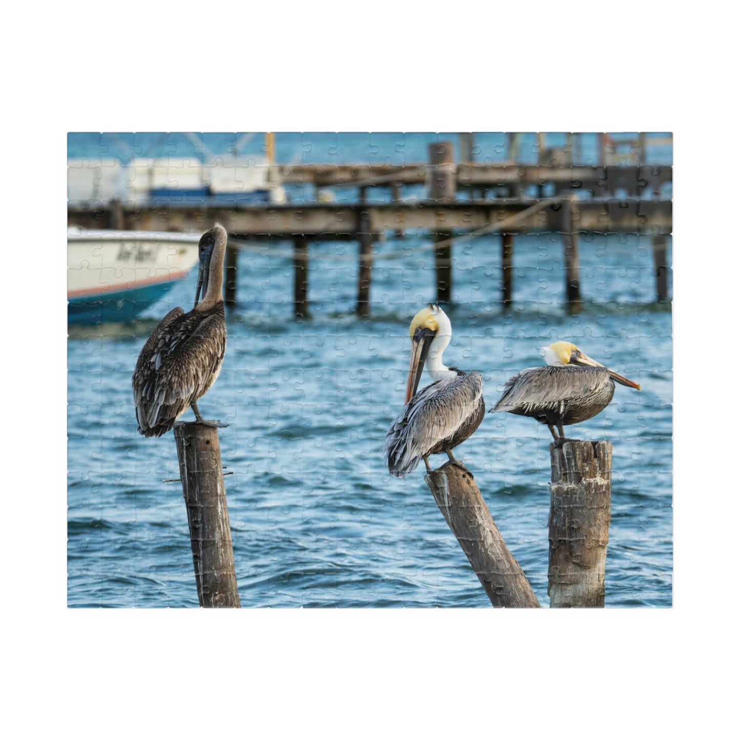 Caye Caulker Brown Pelicans Jigsaw Puzzle - 520/252/110/1014-Piece Coastal Scene