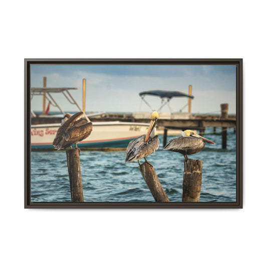 Framed Matte Canvas Print — Pelicans on Dock Coastal Wall Art