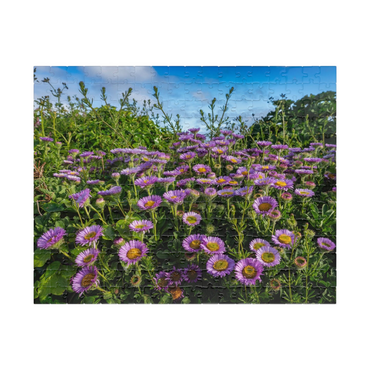 Cornwall Seaside Daisy Puzzle — Praa Sands Coastal Flower Jigsaw (520 pieces)