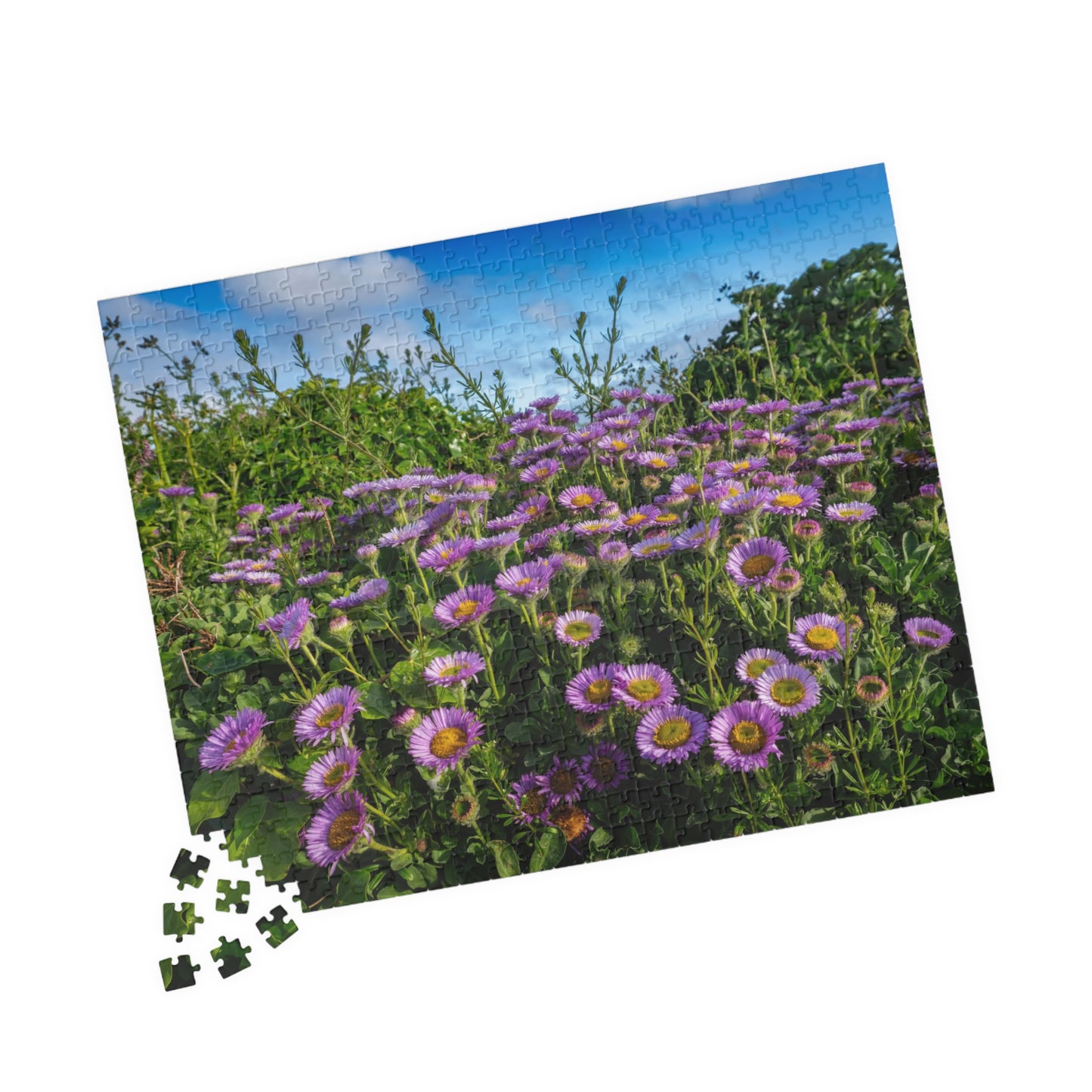 Cornwall Seaside Daisy Puzzle — Praa Sands Coastal Flower Jigsaw (520 pieces)