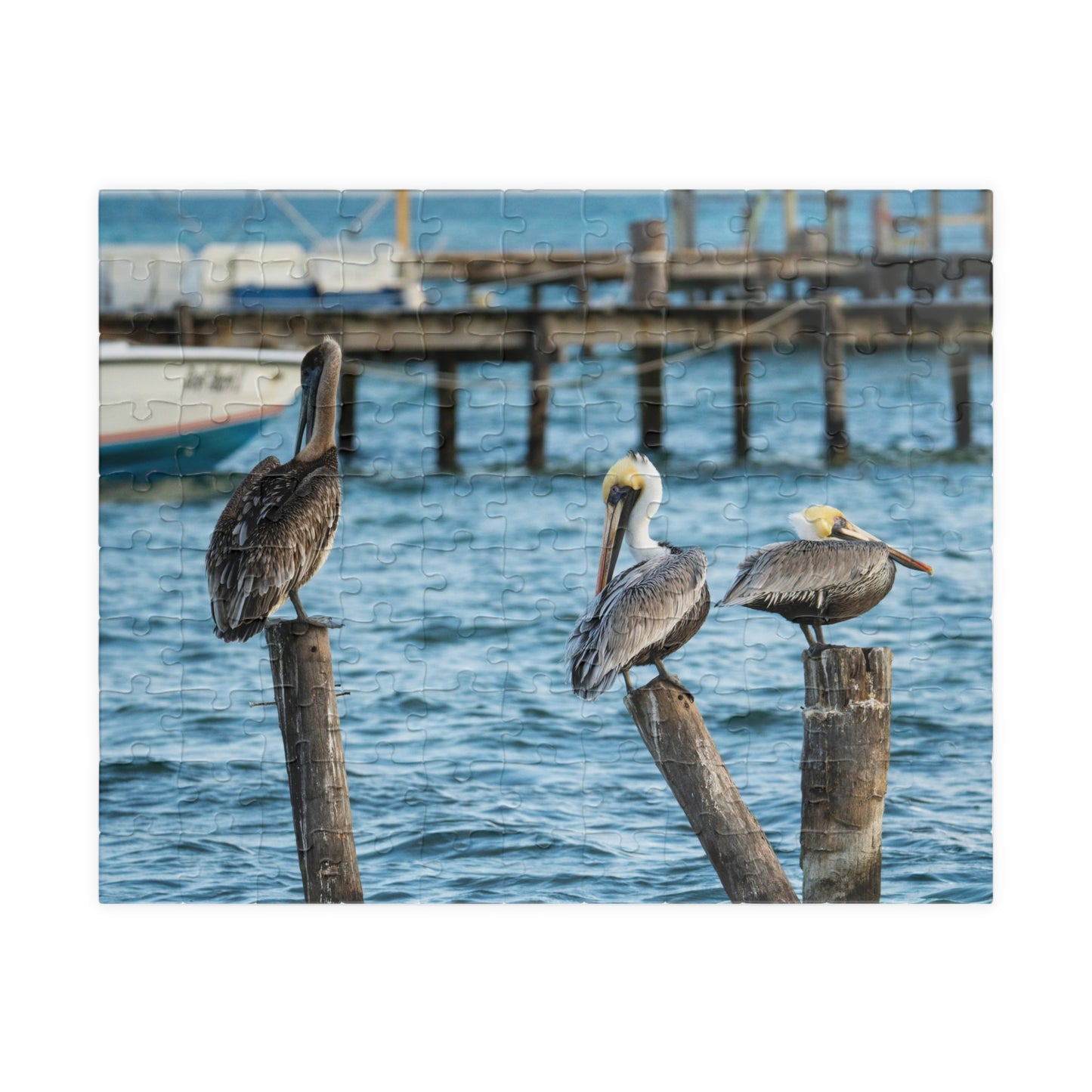 Caye Caulker Brown Pelicans Jigsaw Puzzle - 520/252/110/1014-Piece Coastal Scene