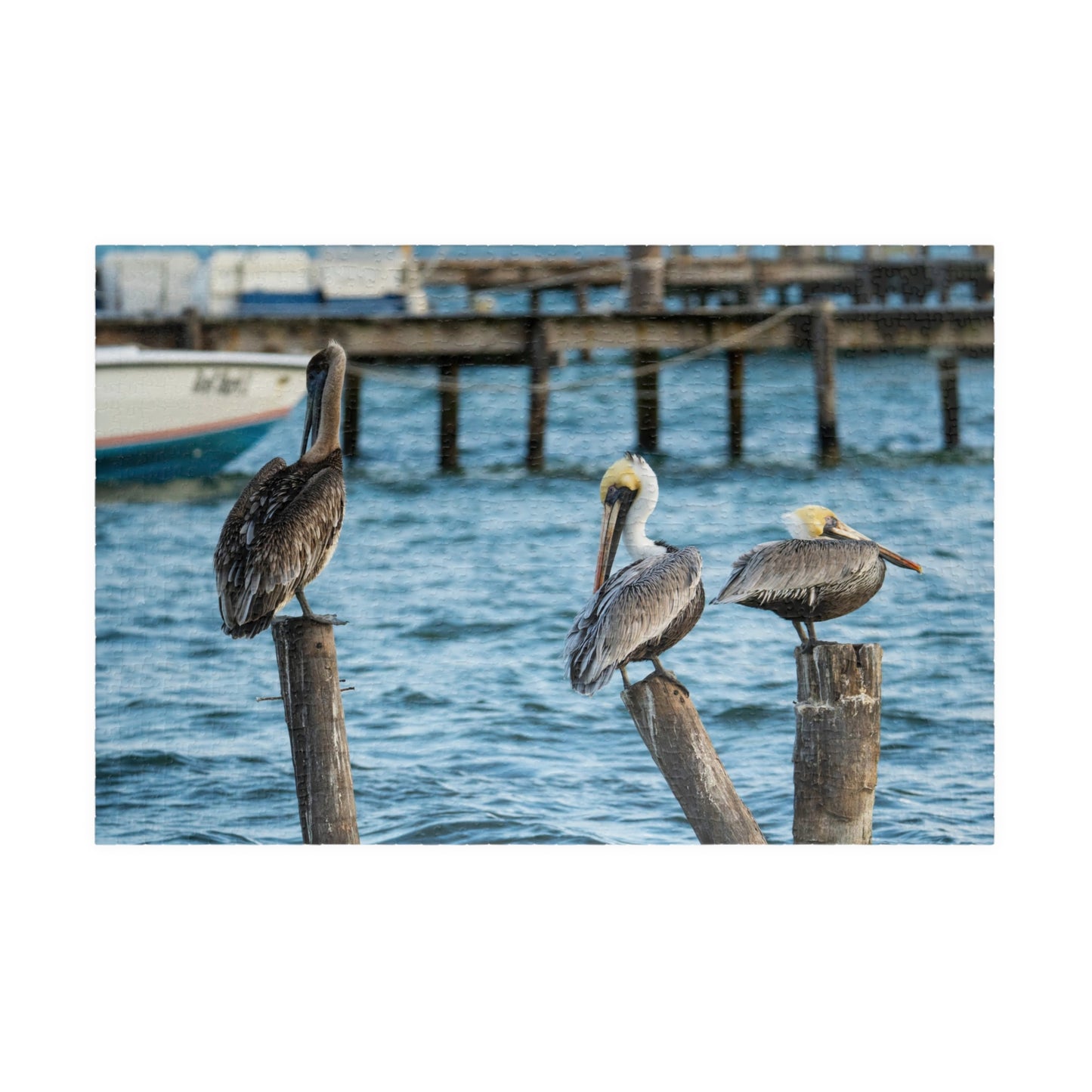Caye Caulker Brown Pelicans Jigsaw Puzzle - 520/252/110/1014-Piece Coastal Scene
