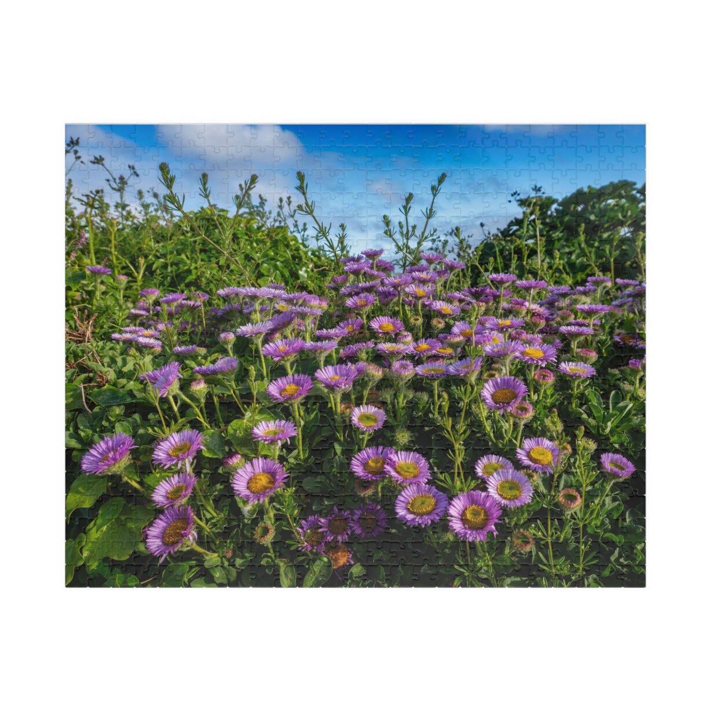Cornwall Seaside Daisy Puzzle — Praa Sands Coastal Flower Jigsaw (520 pieces)