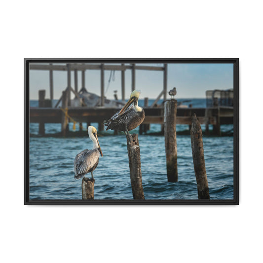 Caye Caulker Pelicans Harbor Matte Canvas (Framed)