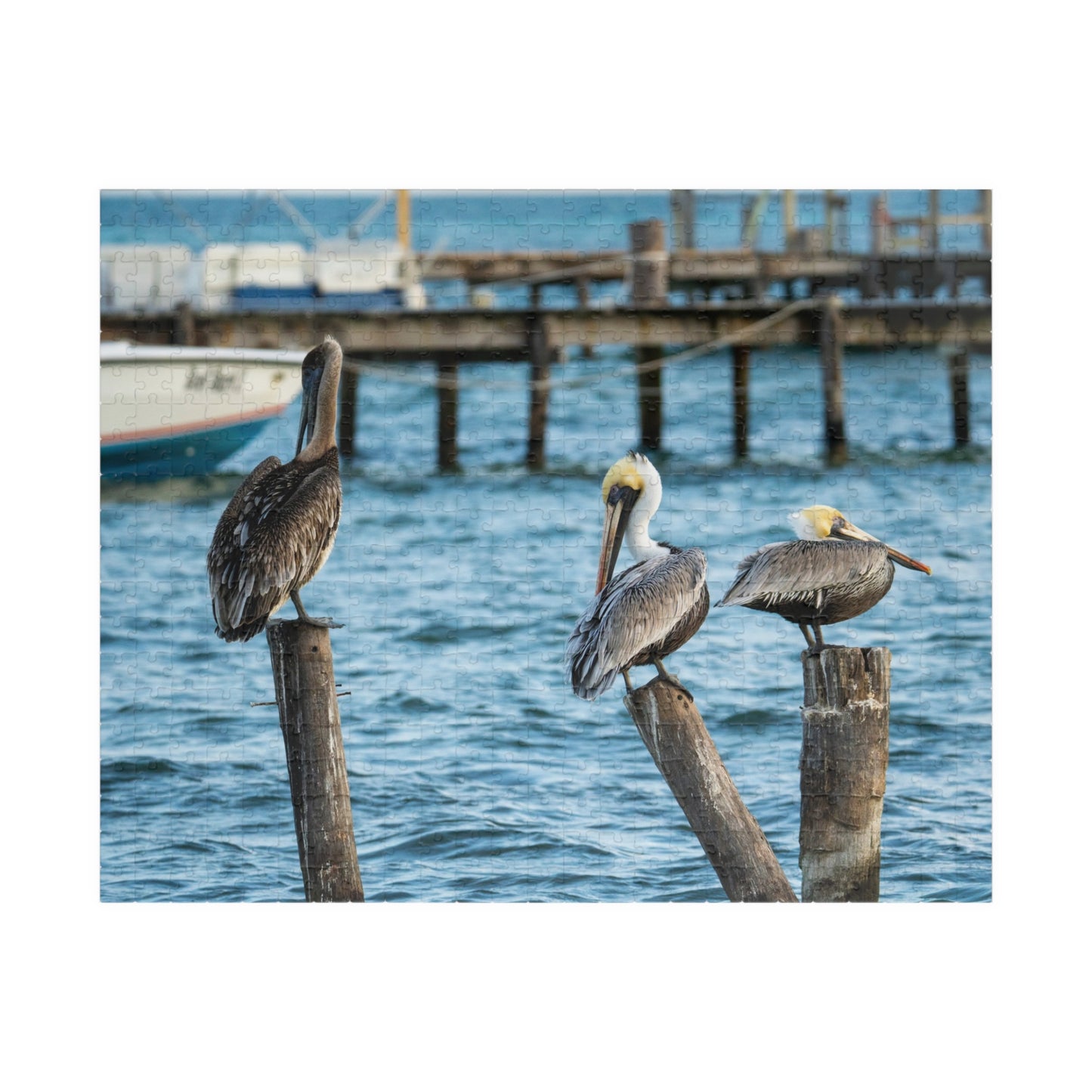 Caye Caulker Brown Pelicans Jigsaw Puzzle - 520/252/110/1014-Piece Coastal Scene