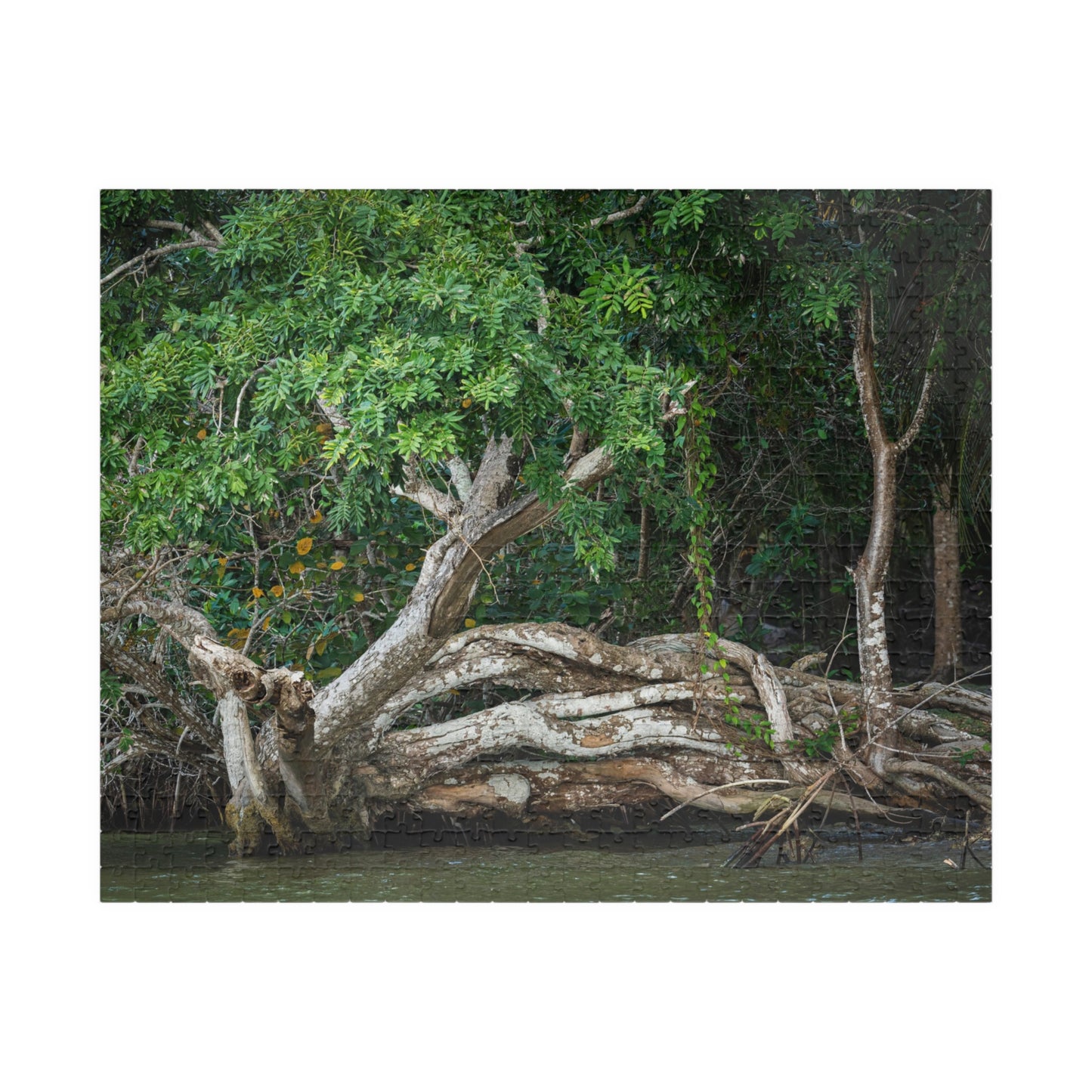 Belize Corozal Lagoon Jigsaw Puzzle — Tree Branches Intertwined (110–1014 pcs)
