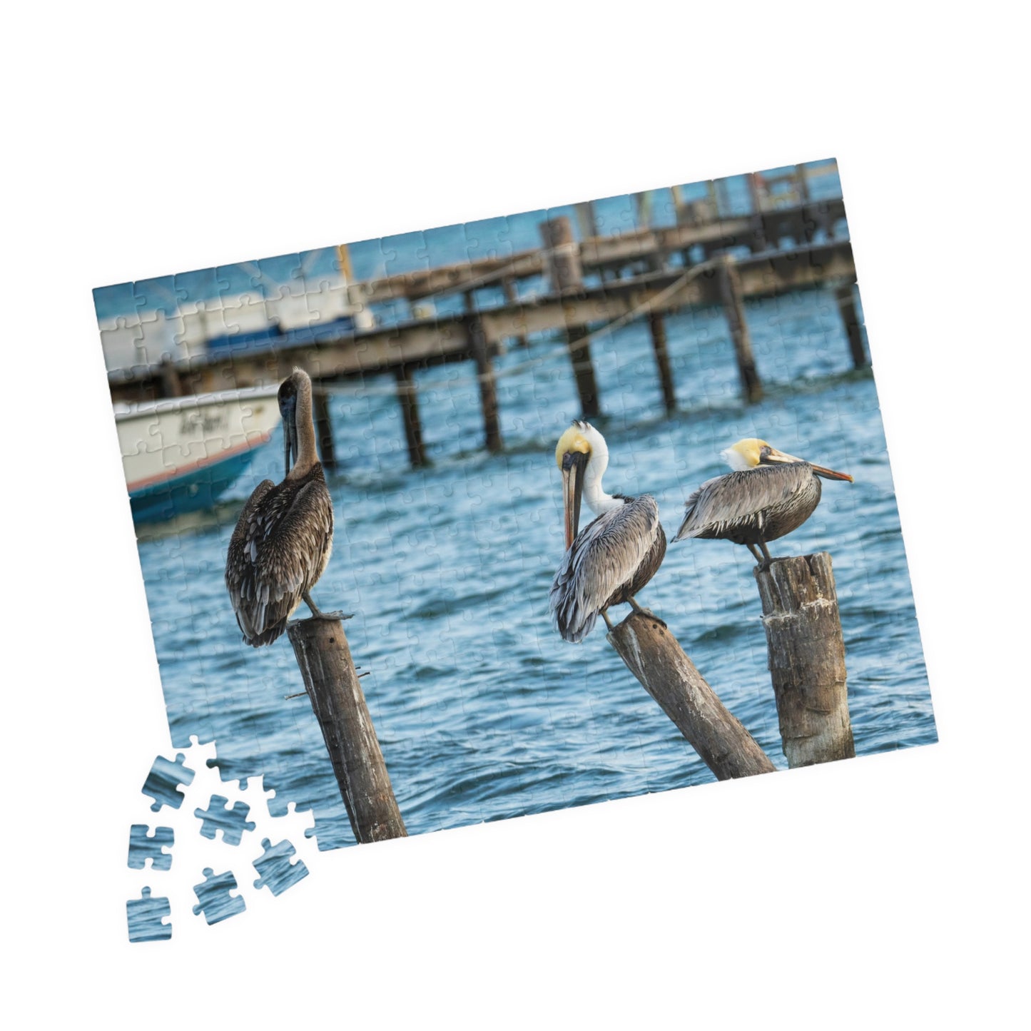Caye Caulker Brown Pelicans Jigsaw Puzzle - 520/252/110/1014-Piece Coastal Scene