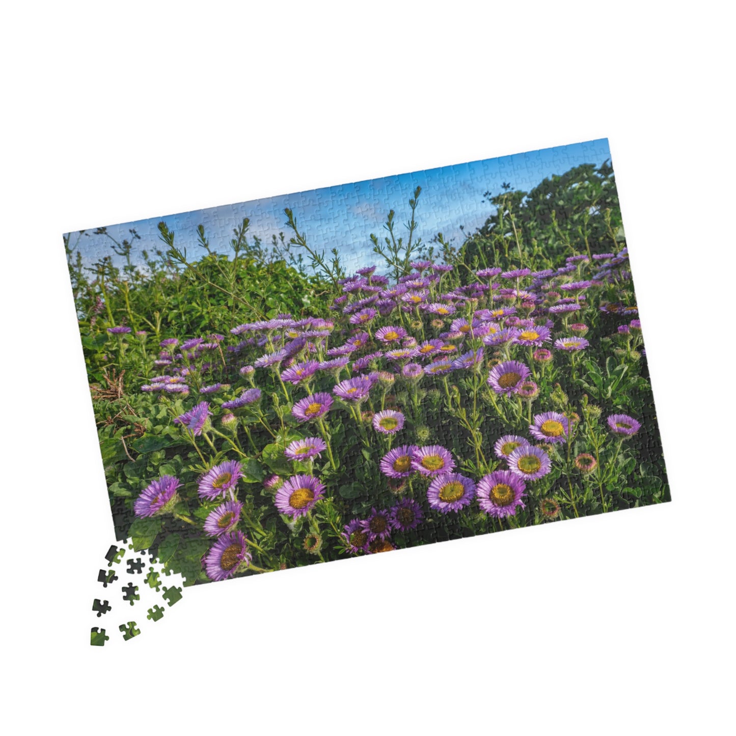 Cornwall Seaside Daisy Puzzle — Praa Sands Coastal Flower Jigsaw (520 pieces)