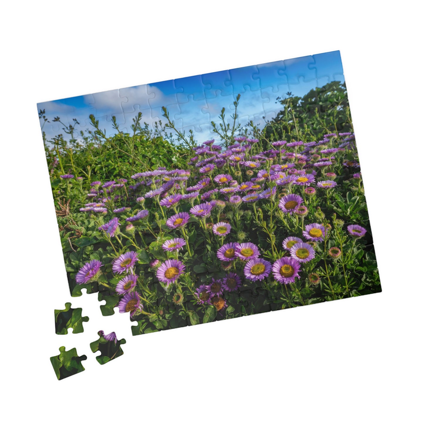 Cornwall Seaside Daisy Puzzle — Praa Sands Coastal Flower Jigsaw (520 pieces)