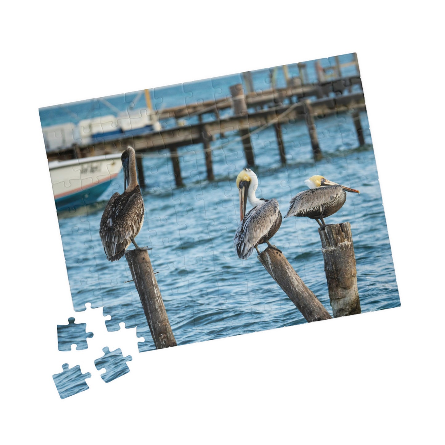 Caye Caulker Brown Pelicans Jigsaw Puzzle - 520/252/110/1014-Piece Coastal Scene